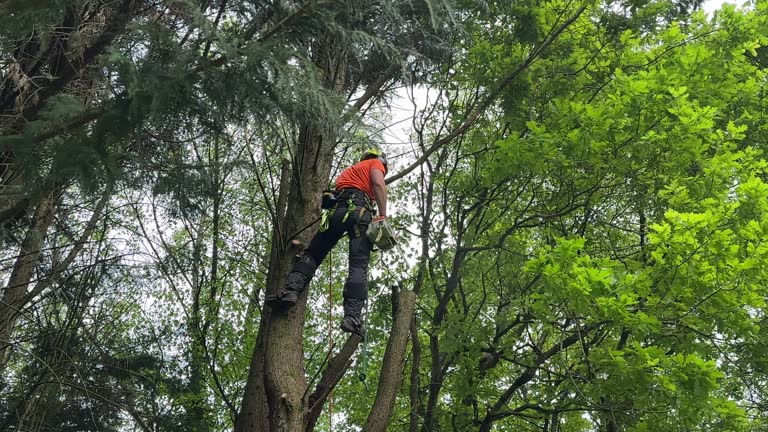 Professional Tree Care  in Lakeland Highlands, FL